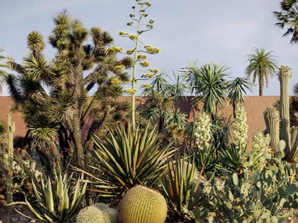 热带沙漠植被植物3Dmax模型合集下载 Maxtree – Plant Models Vol.17
