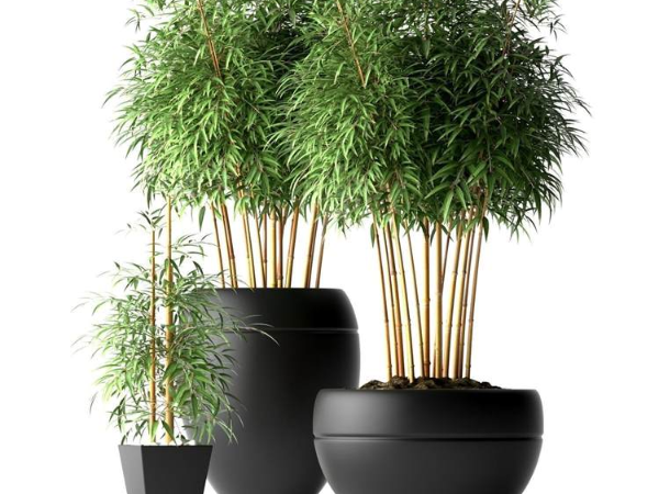 Cgtrader –10 Set Plants 3D Models Collection 观赏植物3DMAX模型下载