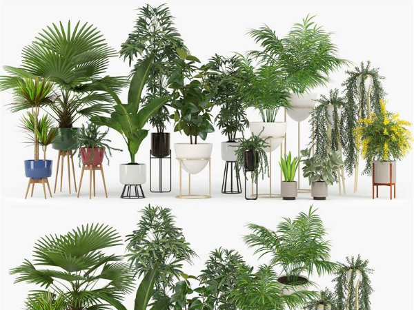 Cgtrader – Plants Set 3D model 盆栽盆景集合3DMAX模型下载