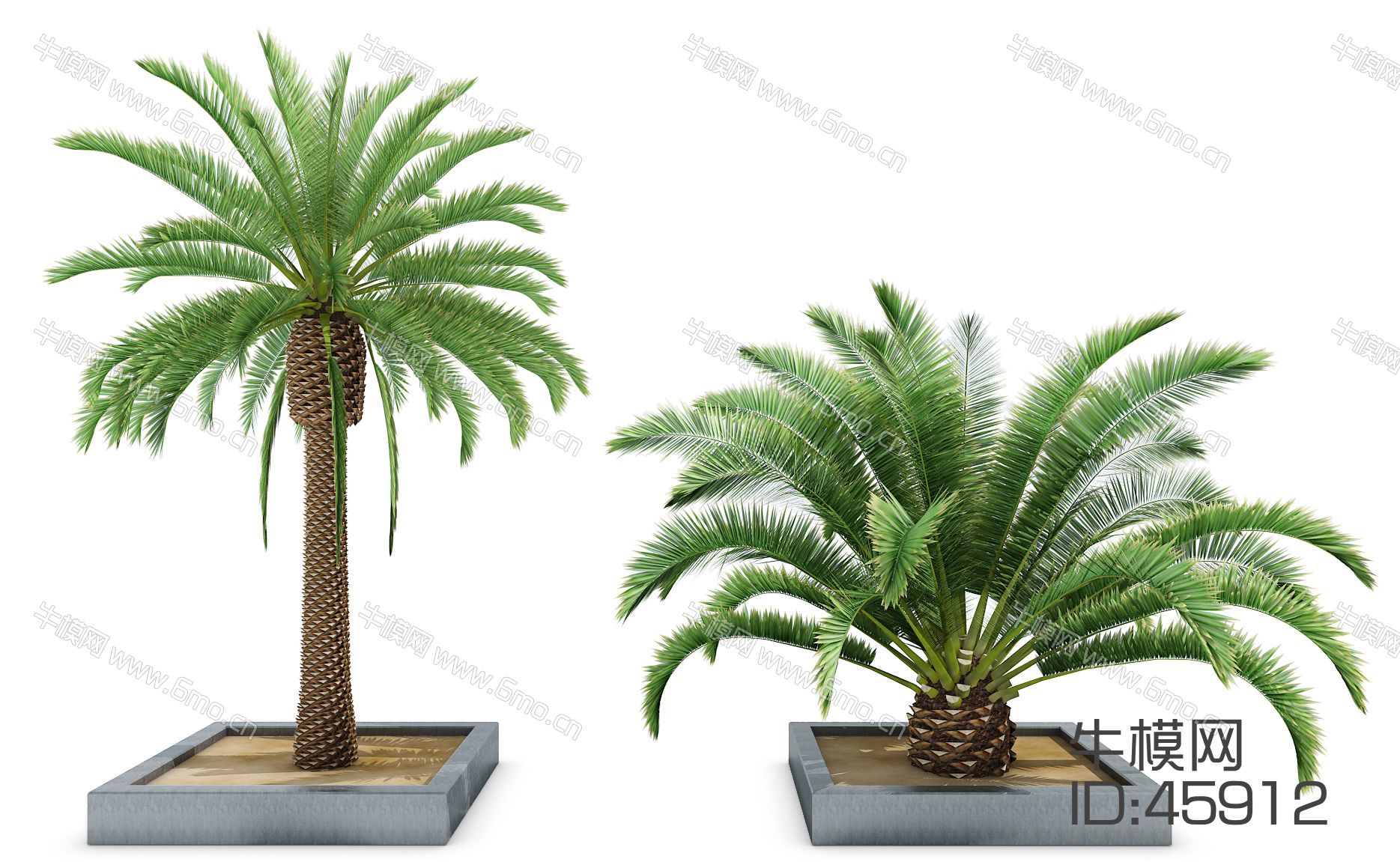 室外热带植物椰子树（vr代理）