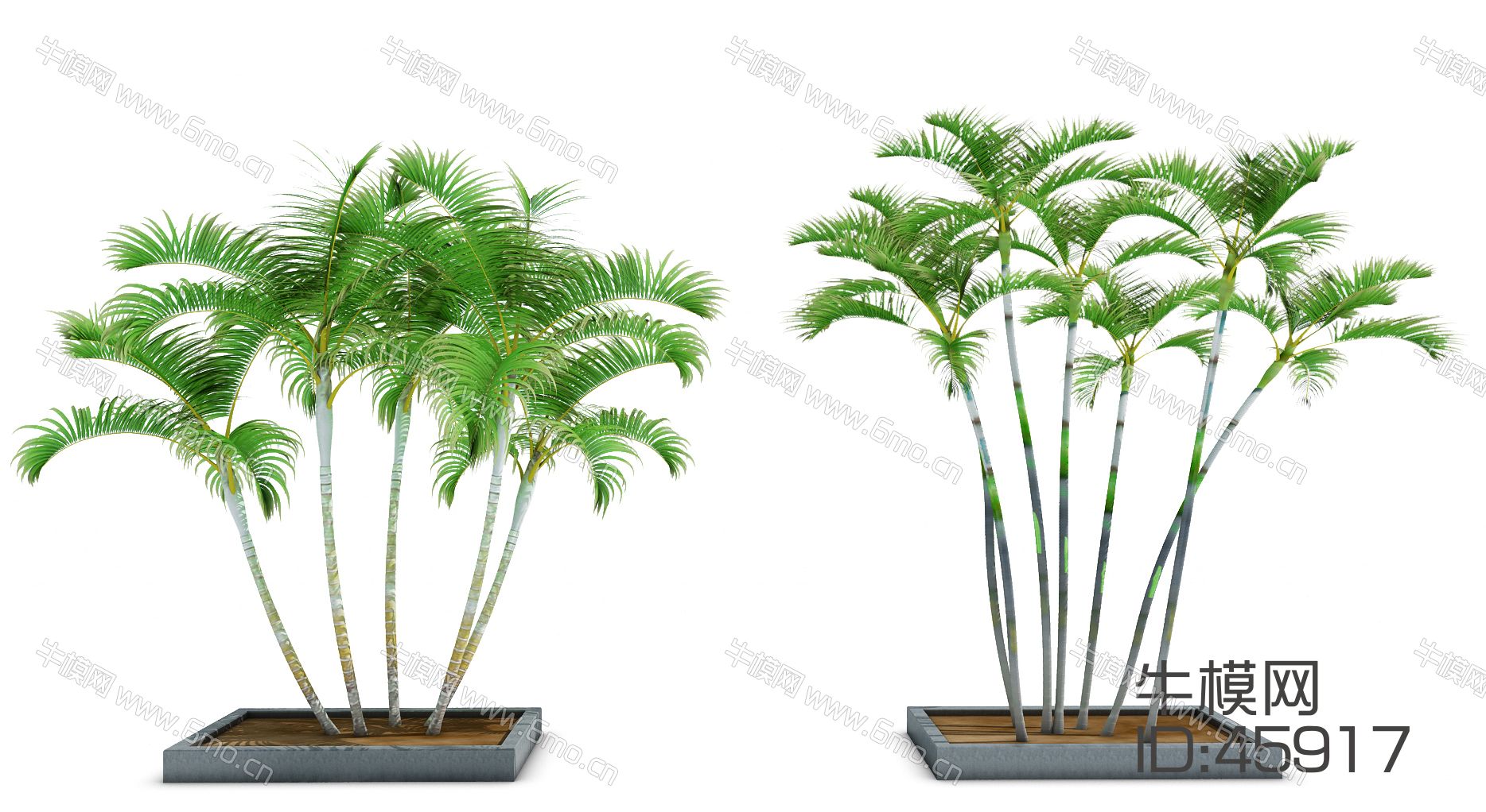 室外植物热带树椰子树（vr代理）