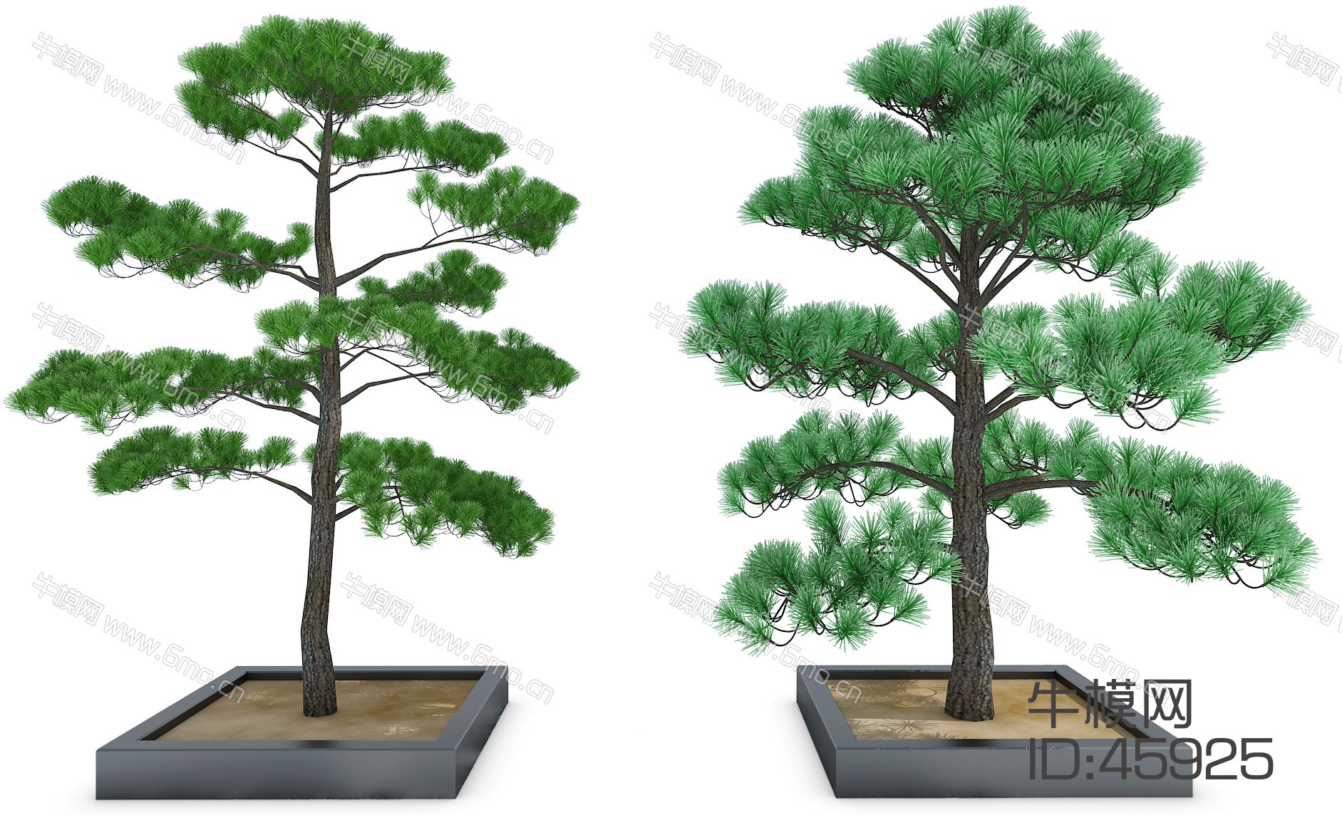室外绿植松树（vr代理）
