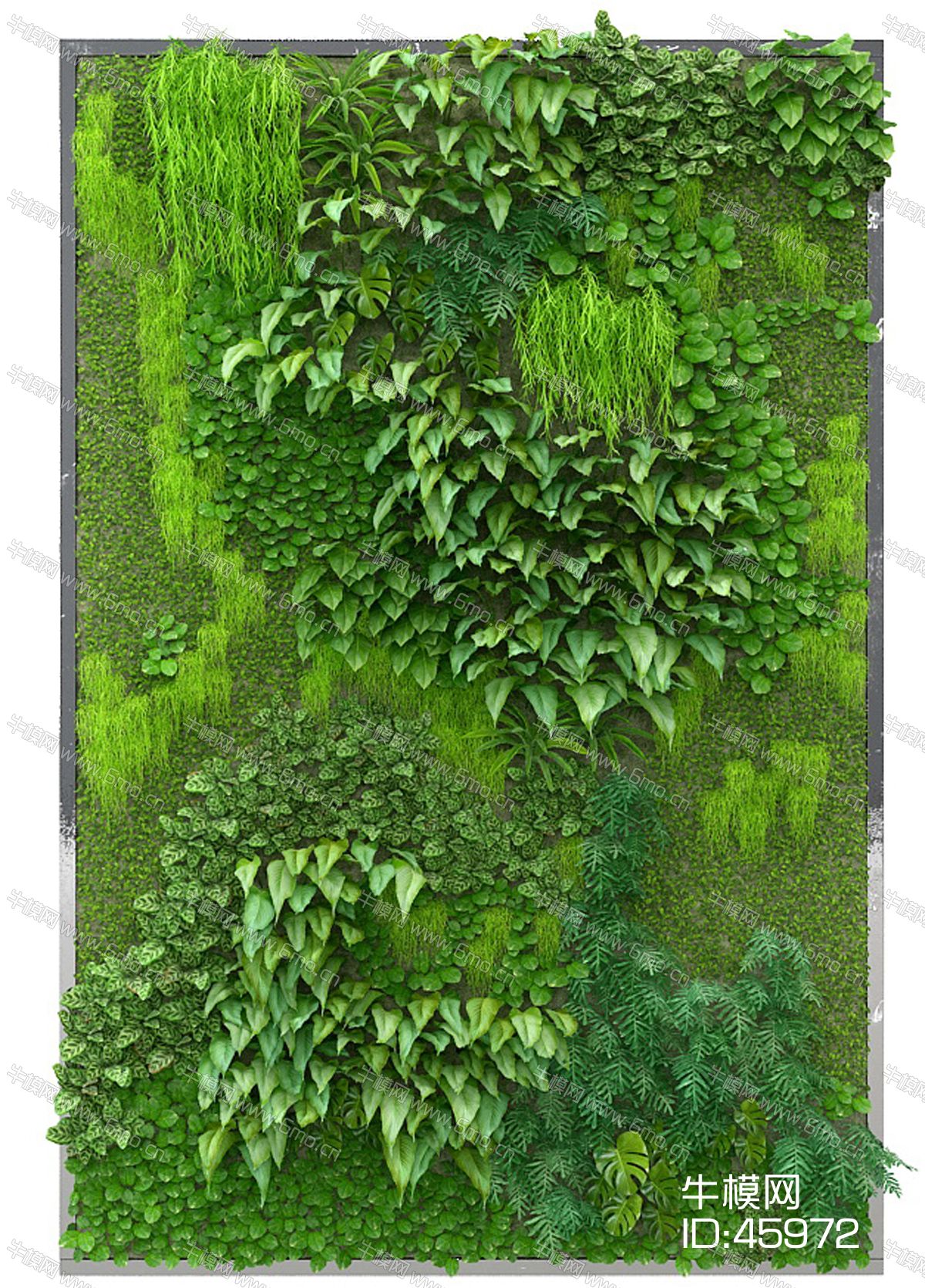 绿化墙植物墙