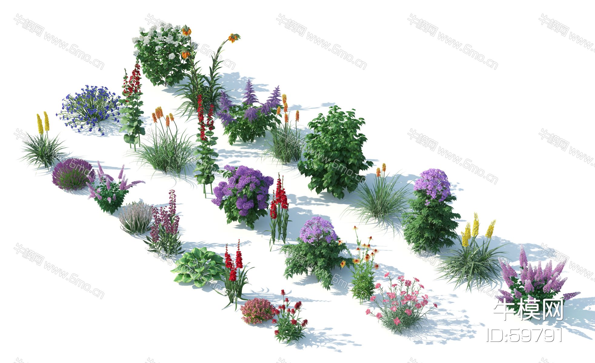 灌木，花草，园林植物，景观植物，花卉，灌木花草