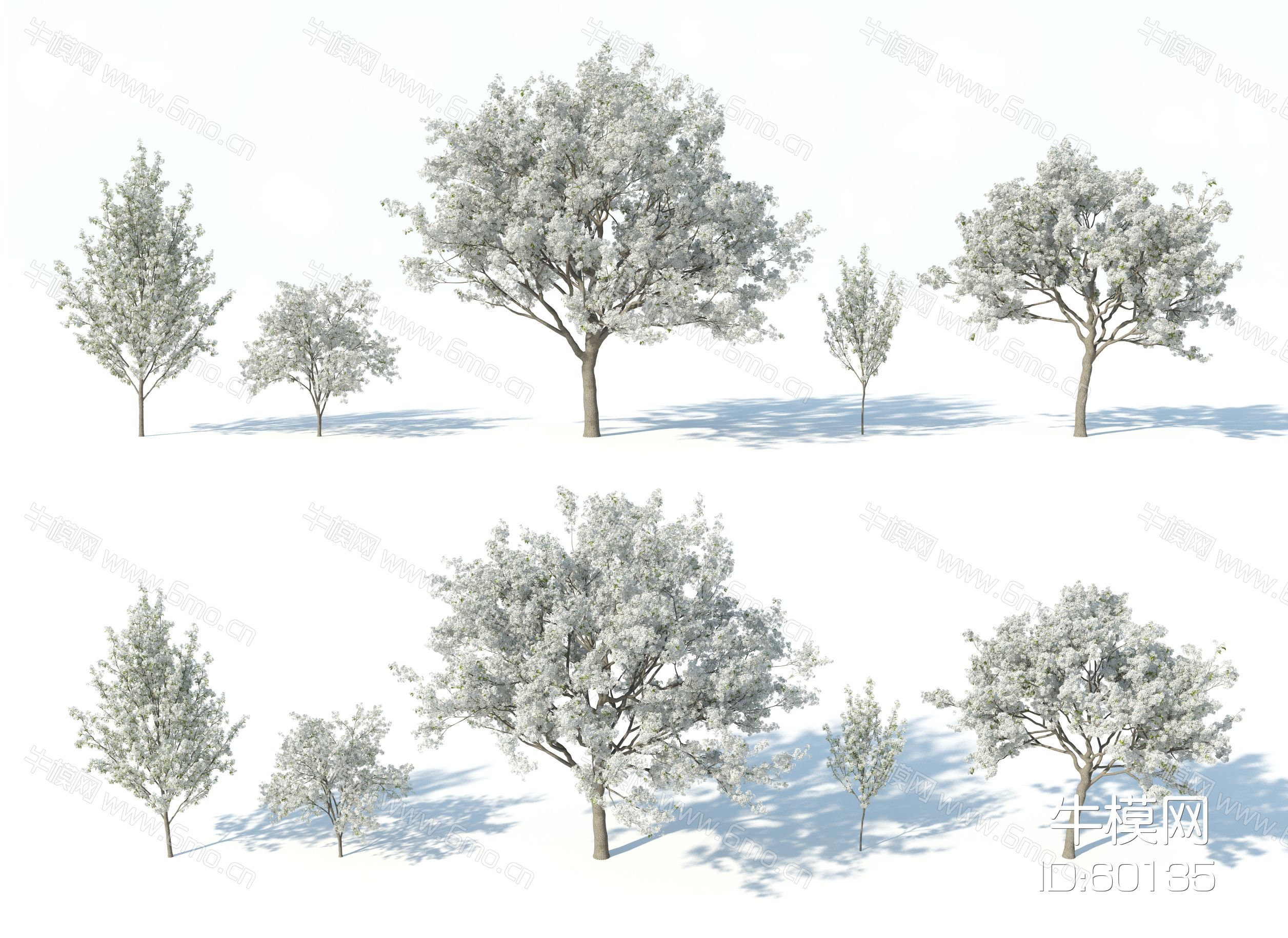 树木，花树，白花树，木兰花树，白海棠花树，红花树，樱花树