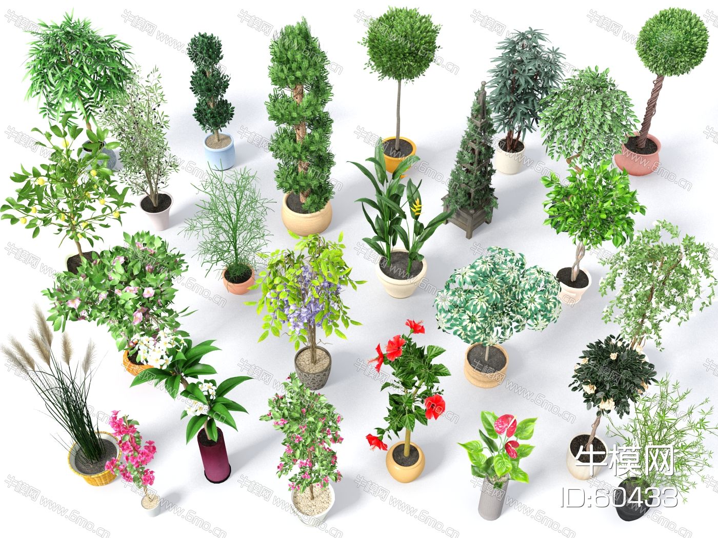 现代盆栽，小盆栽，灌木，户外盆栽，室内小盆栽，装饰品盆栽