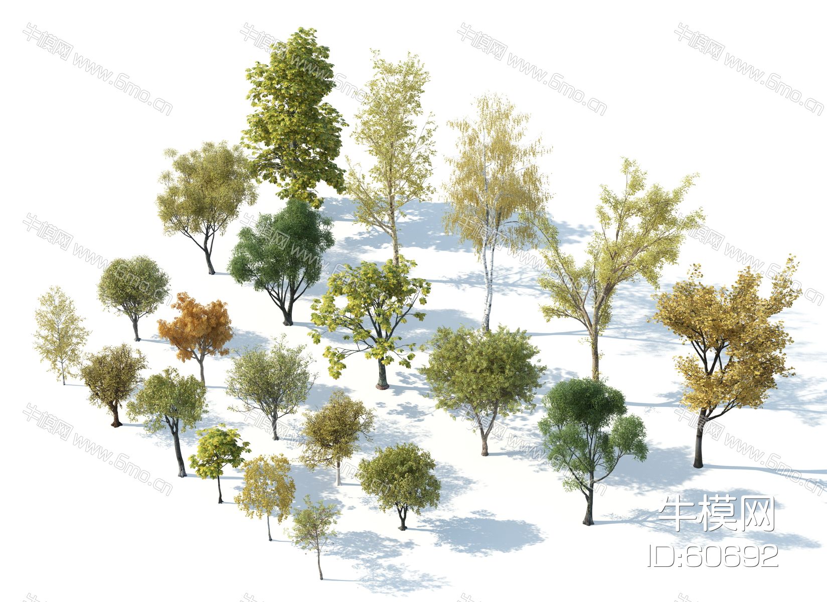 现代树木，树木组合，园林景观树，秋季树木，银杏树，枫树，黄叶树
