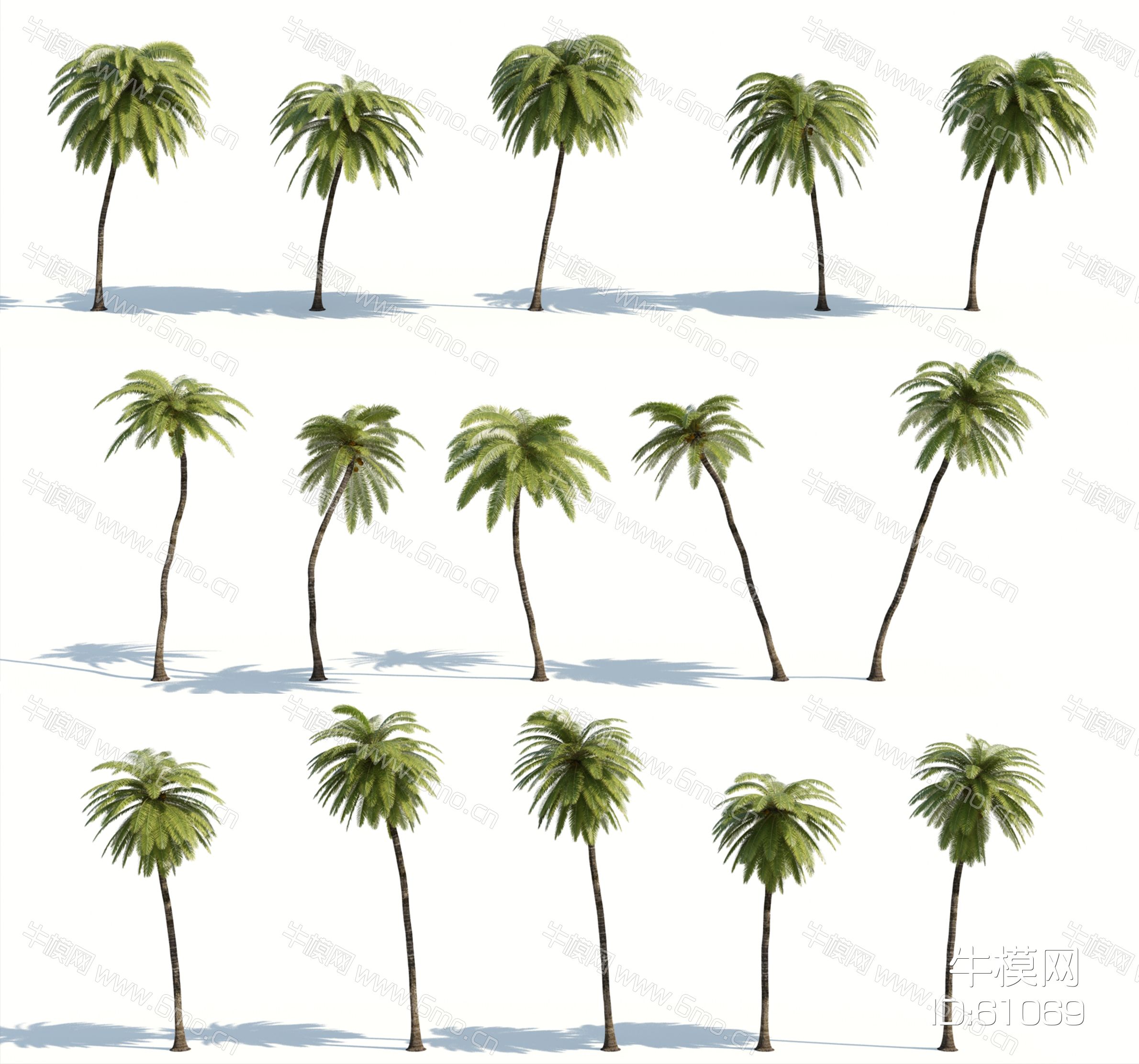 现代树木，热带植物，热带树木，椰子树，棕榈树，橡胶树，芭蕉树