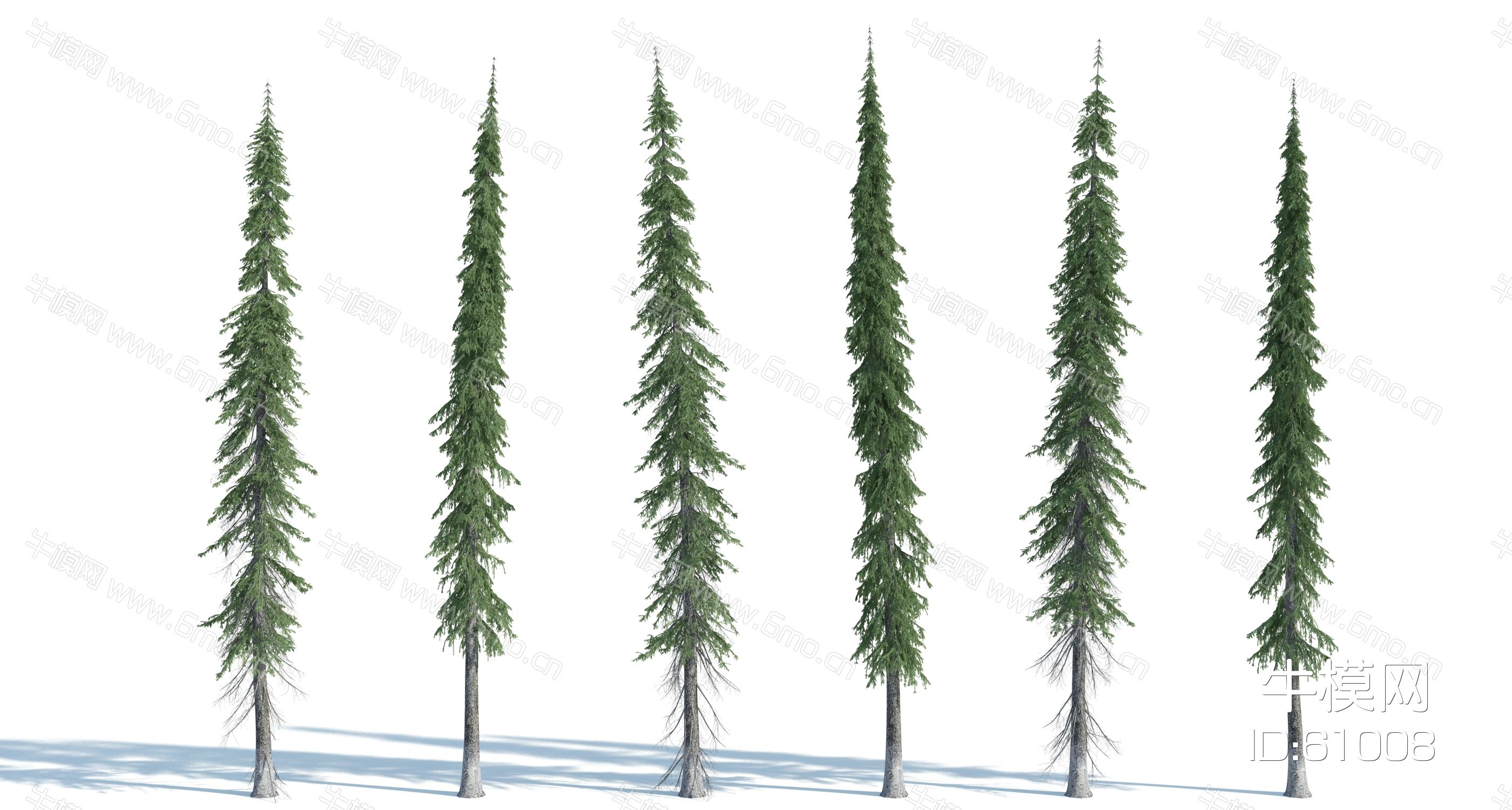 现代树木，树木组合，杉树，云杉，森林树木，高山树，雪地树