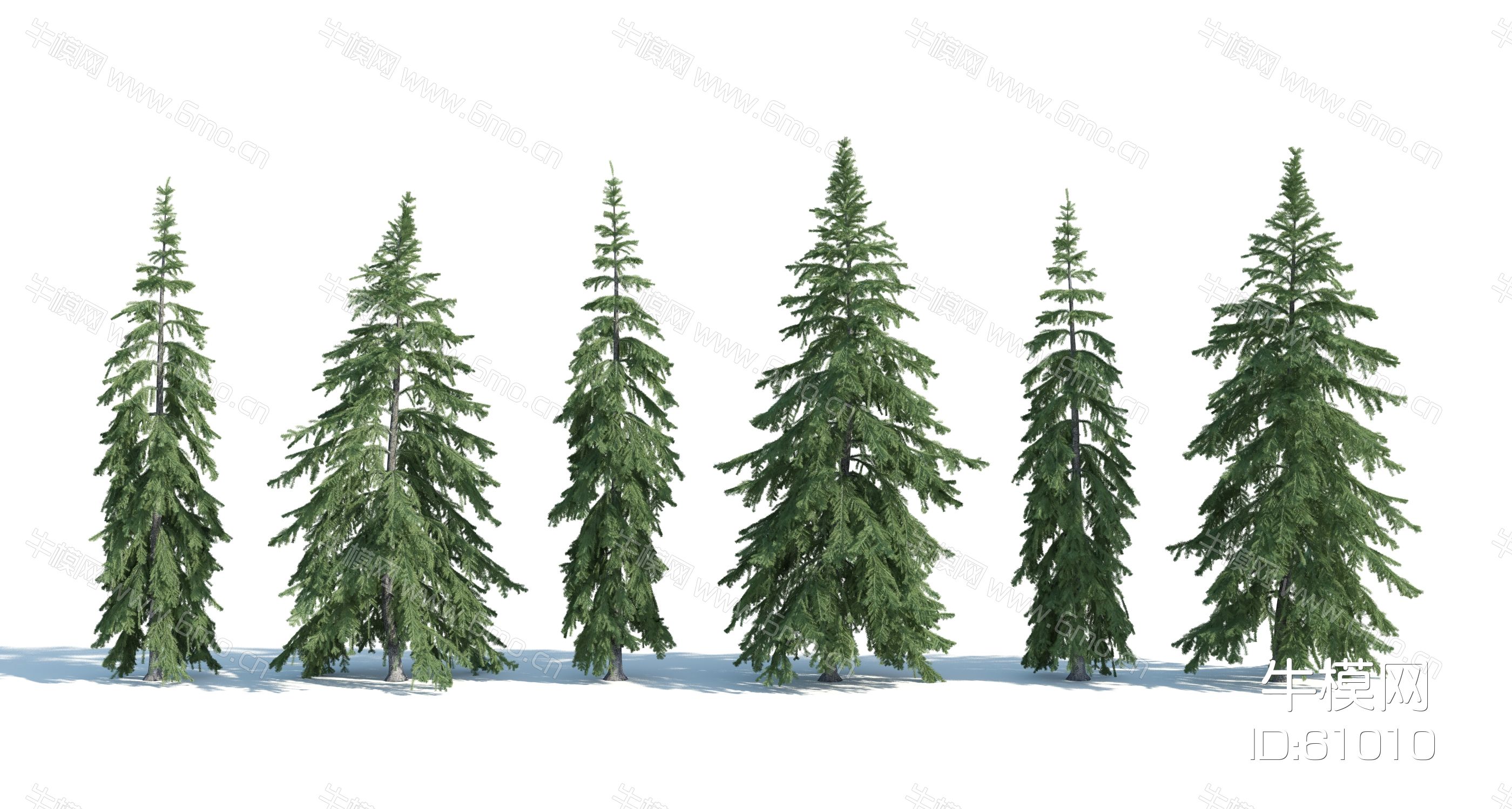 现代树木，树木组合，杉树，云杉，森林树木，高山树，雪地树