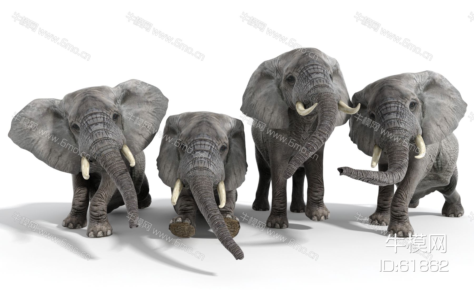 现代动物，大象，象群，写实大象，大象动画
