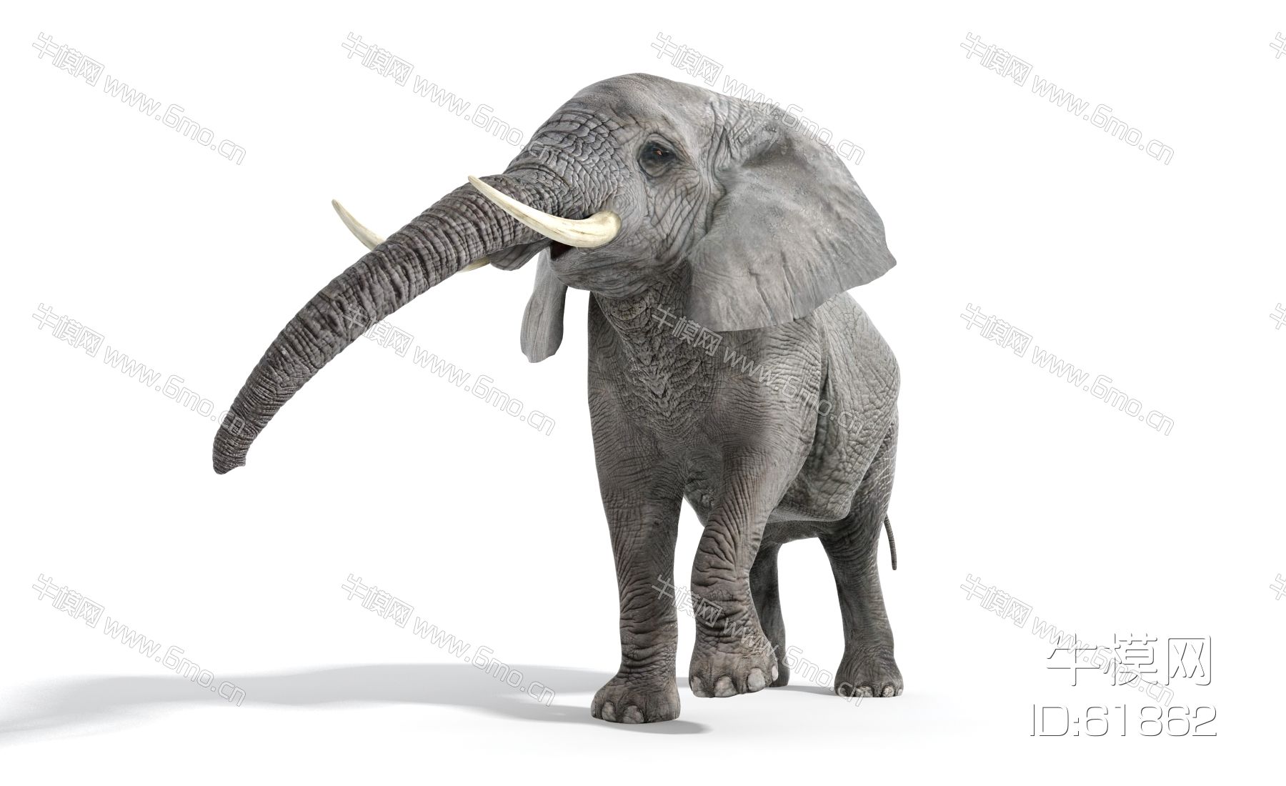 现代动物，大象，象群，写实大象，大象动画