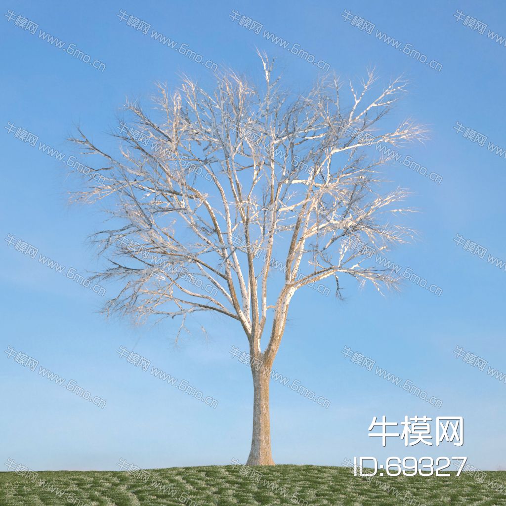 冬季雪景树枯树干支