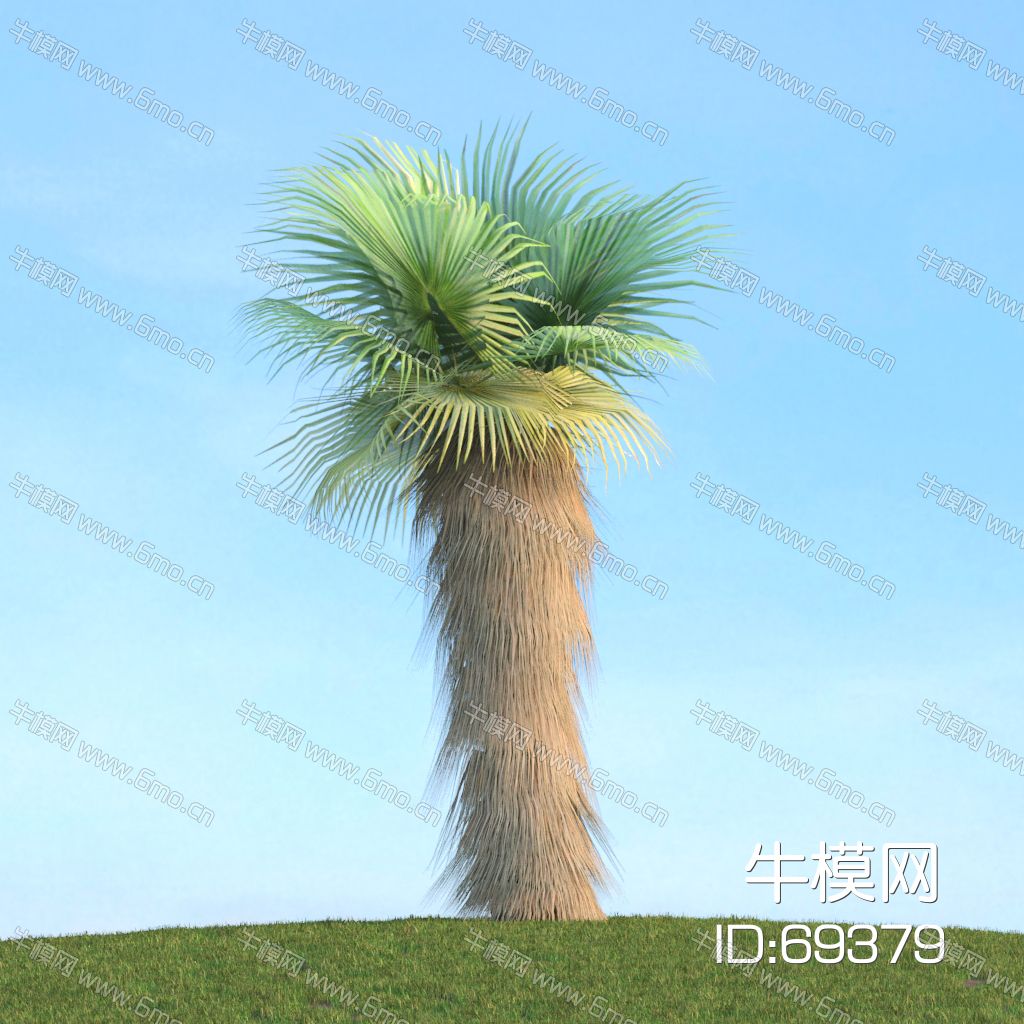 热带景观植物椰子树