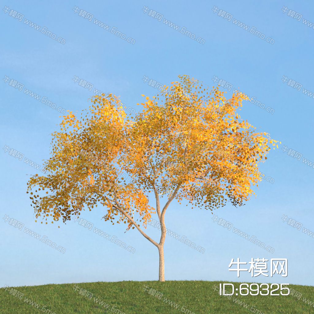 秋季黄树叶景观树