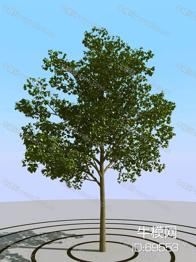 景观树矮树