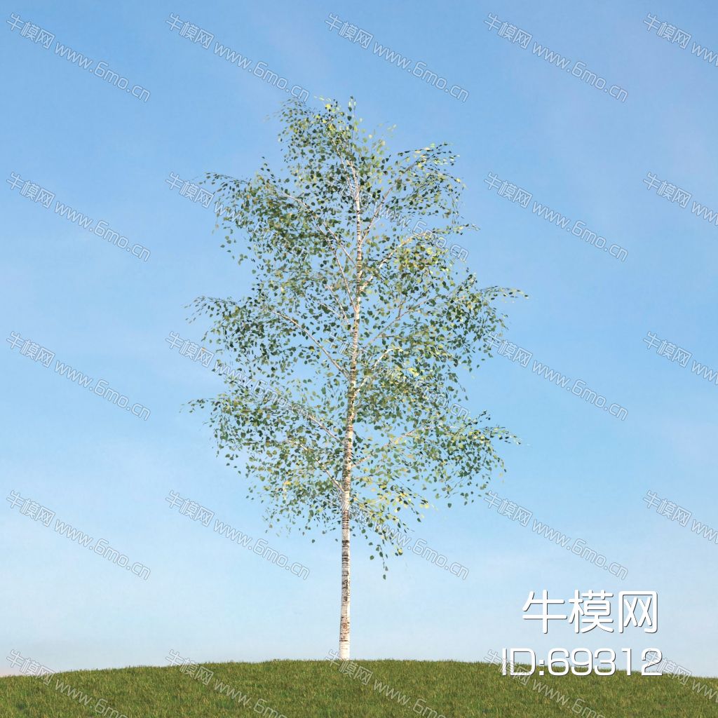 夏季树白杨树