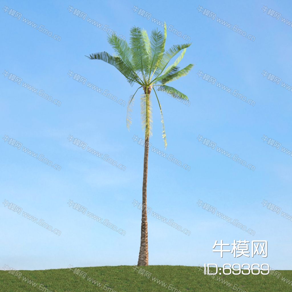 热带景观植物椰子树