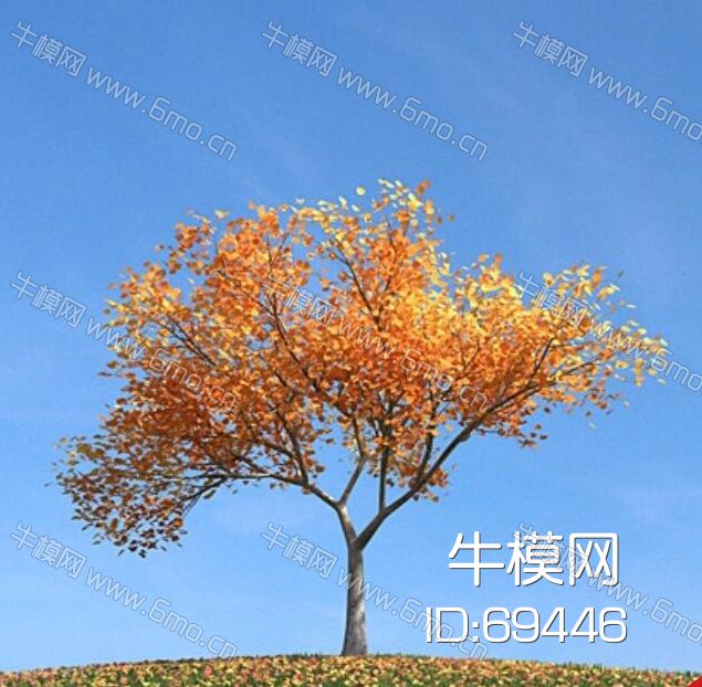 秋季景观树
