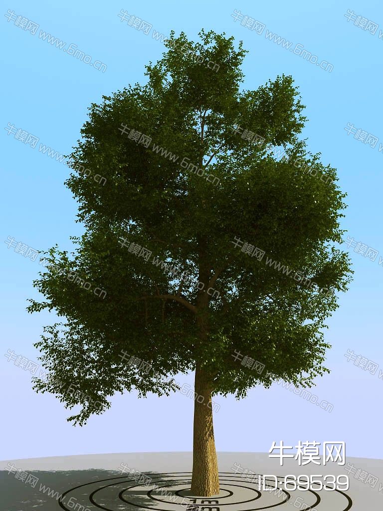 景观植物树