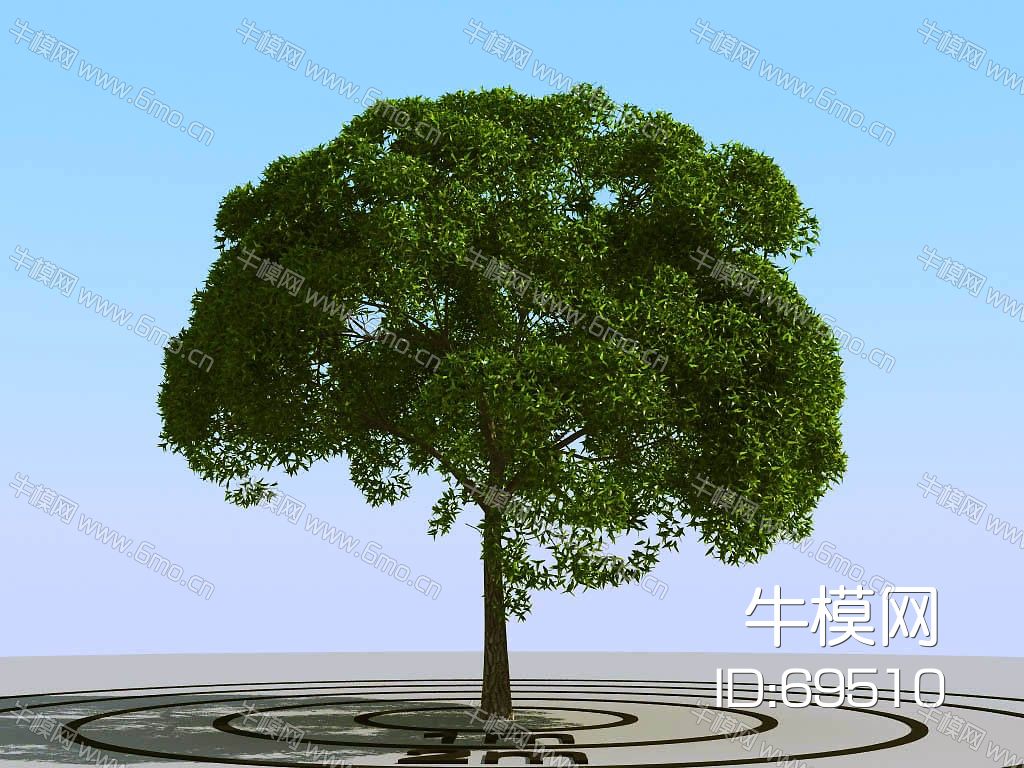 景观树