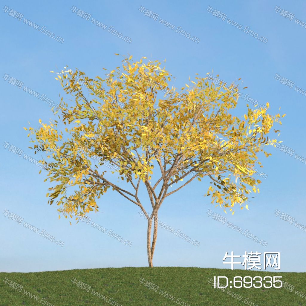 秋季黄树叶景观树