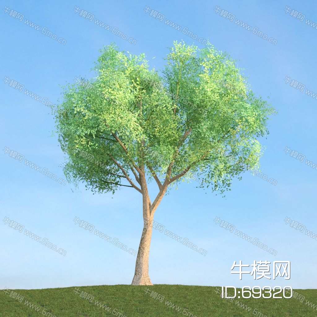 夏季景观松树