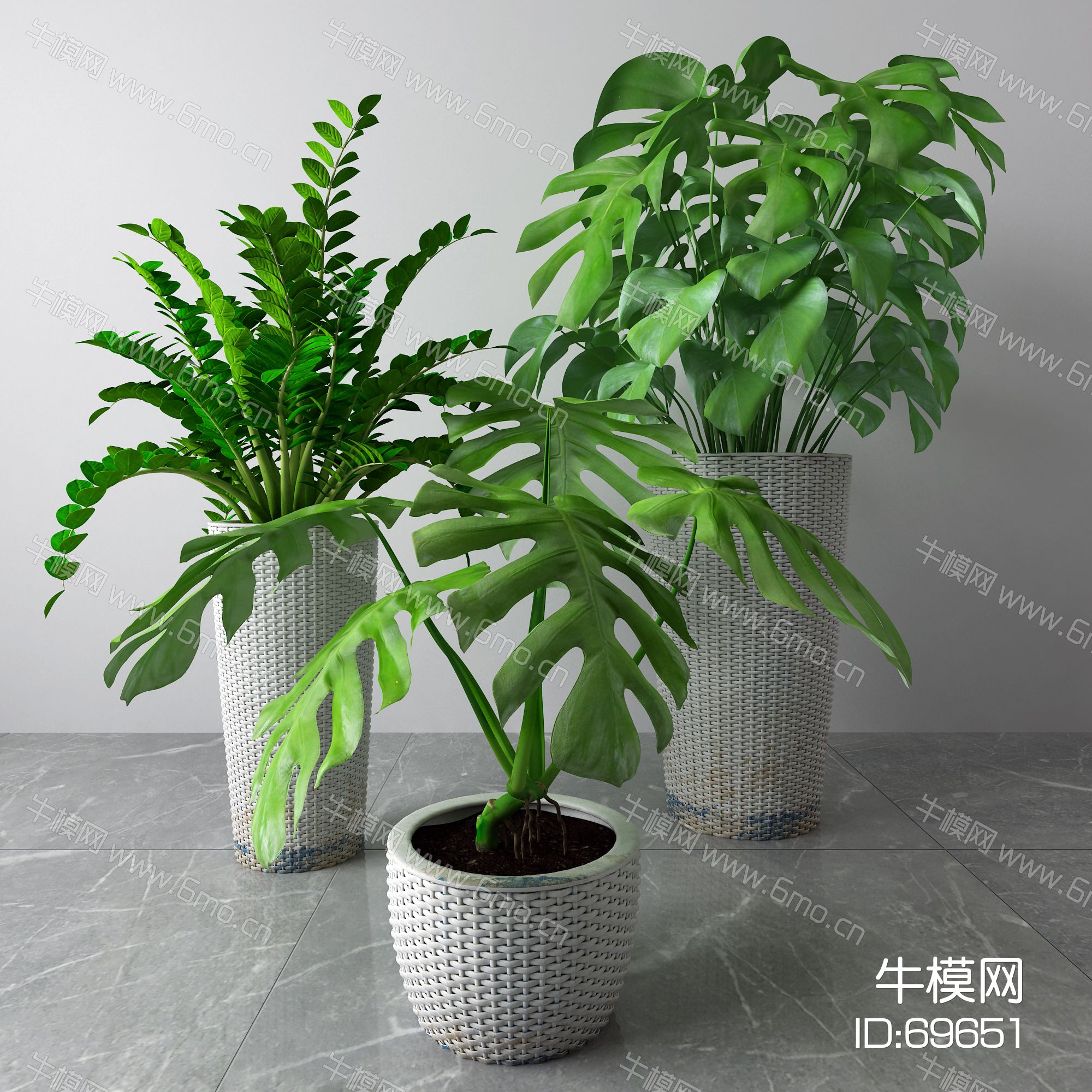 现代盆栽 绿植