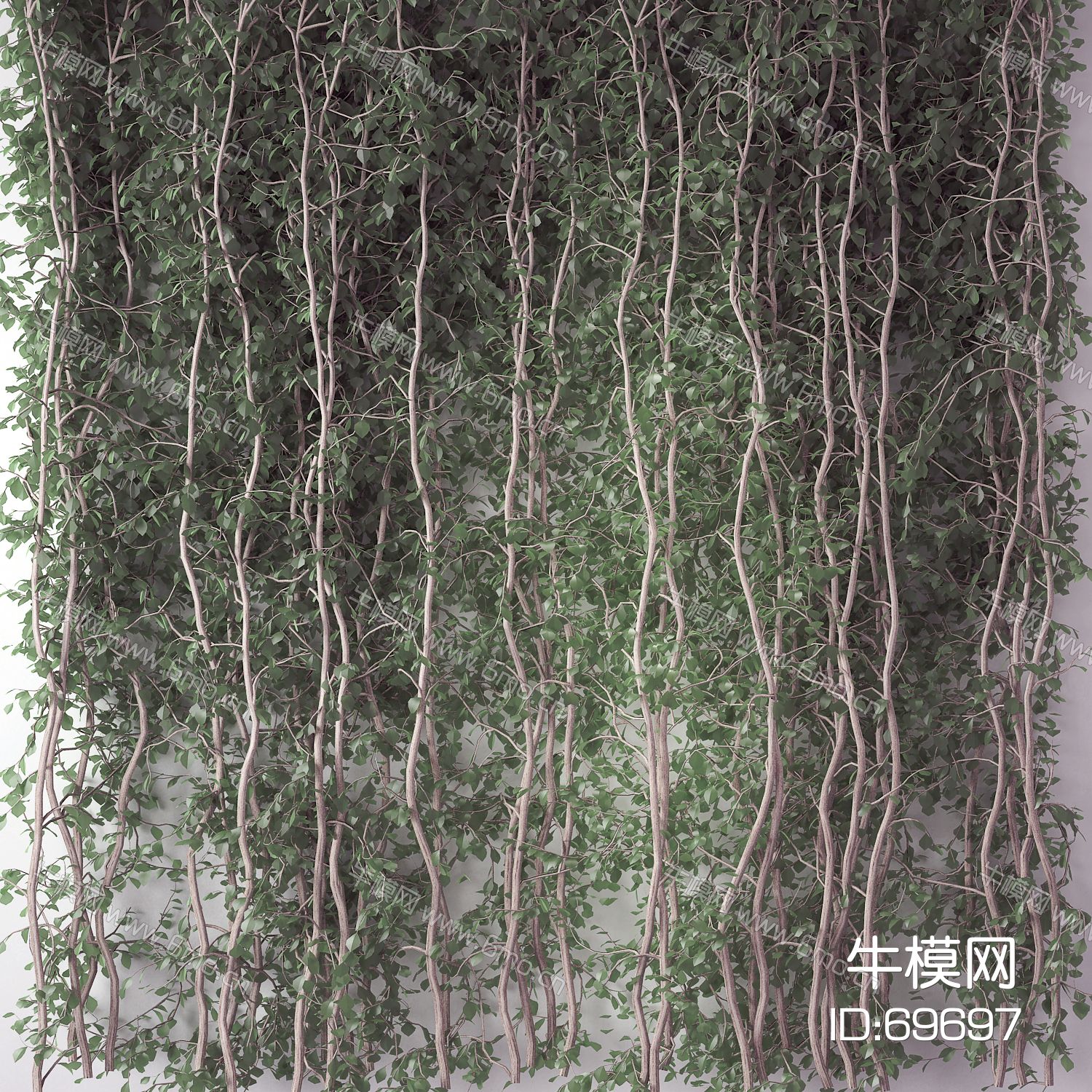 现代植物墙 藤蔓