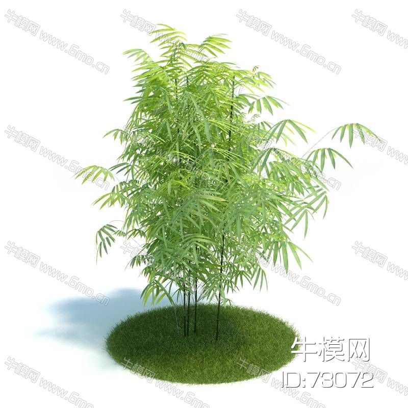人面竹竹子植物