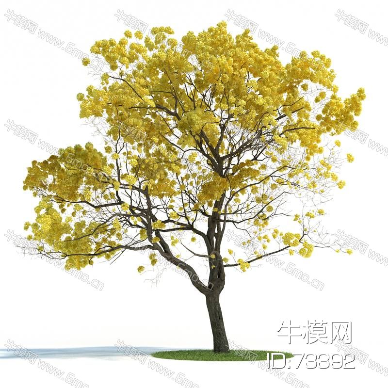 黄钟木黄丝风铃木树木植物