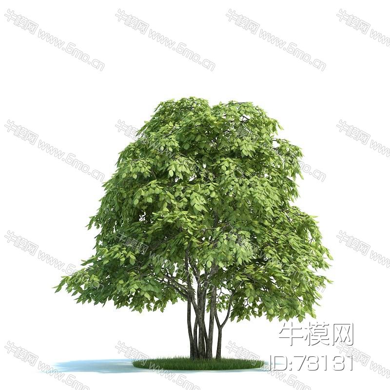 小乔木湿地树木