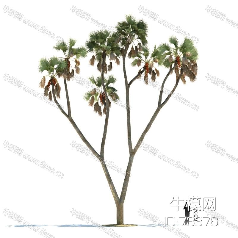 非洲棕榈 菲洲椰子植物