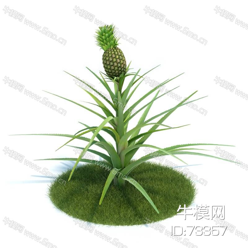菠萝植物