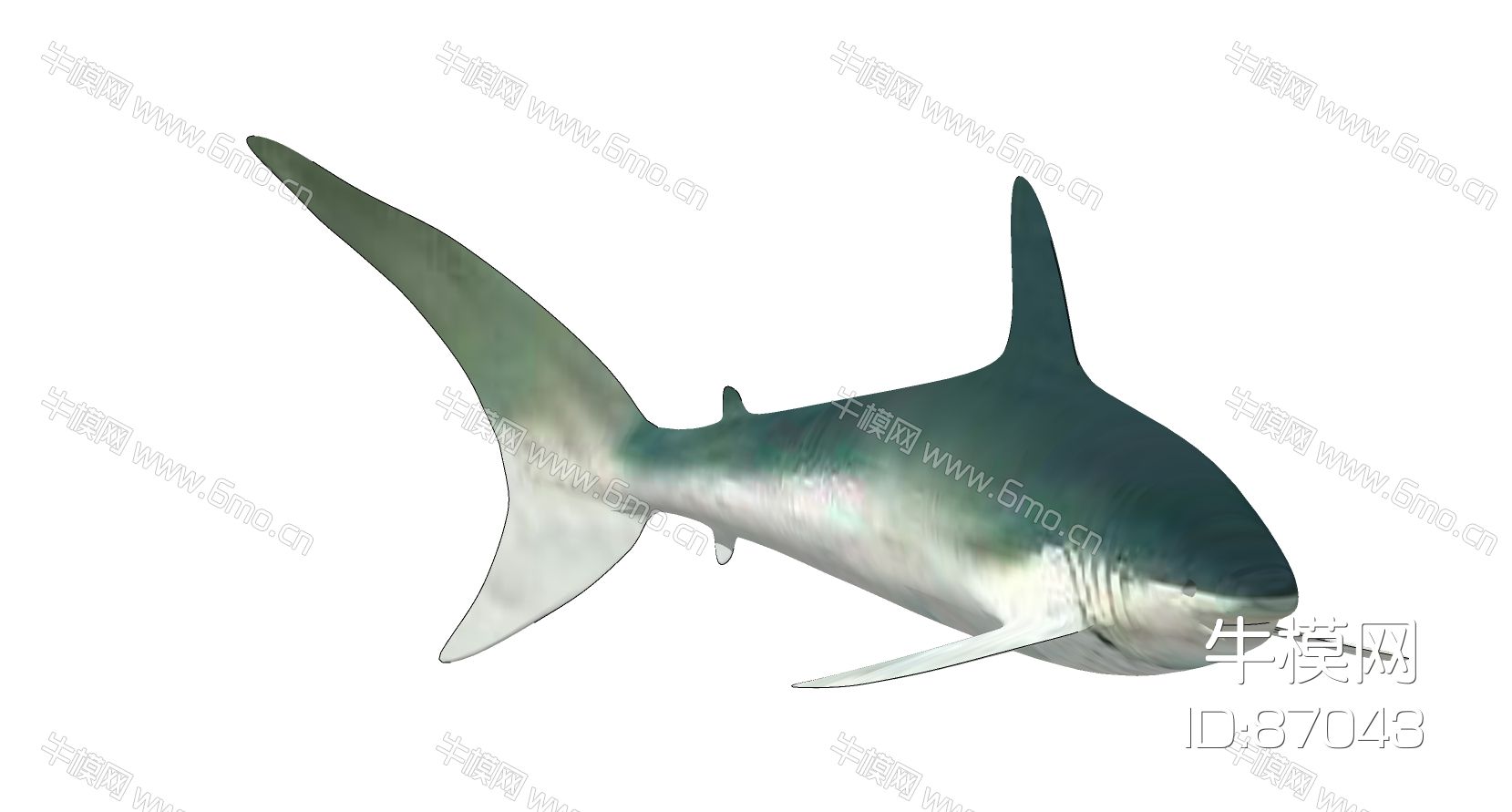 海洋动物鲨鱼