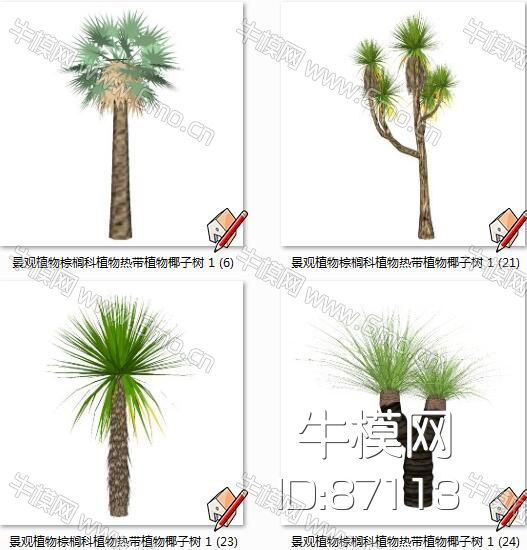 景观植物棕榈科植物热带植物椰子树