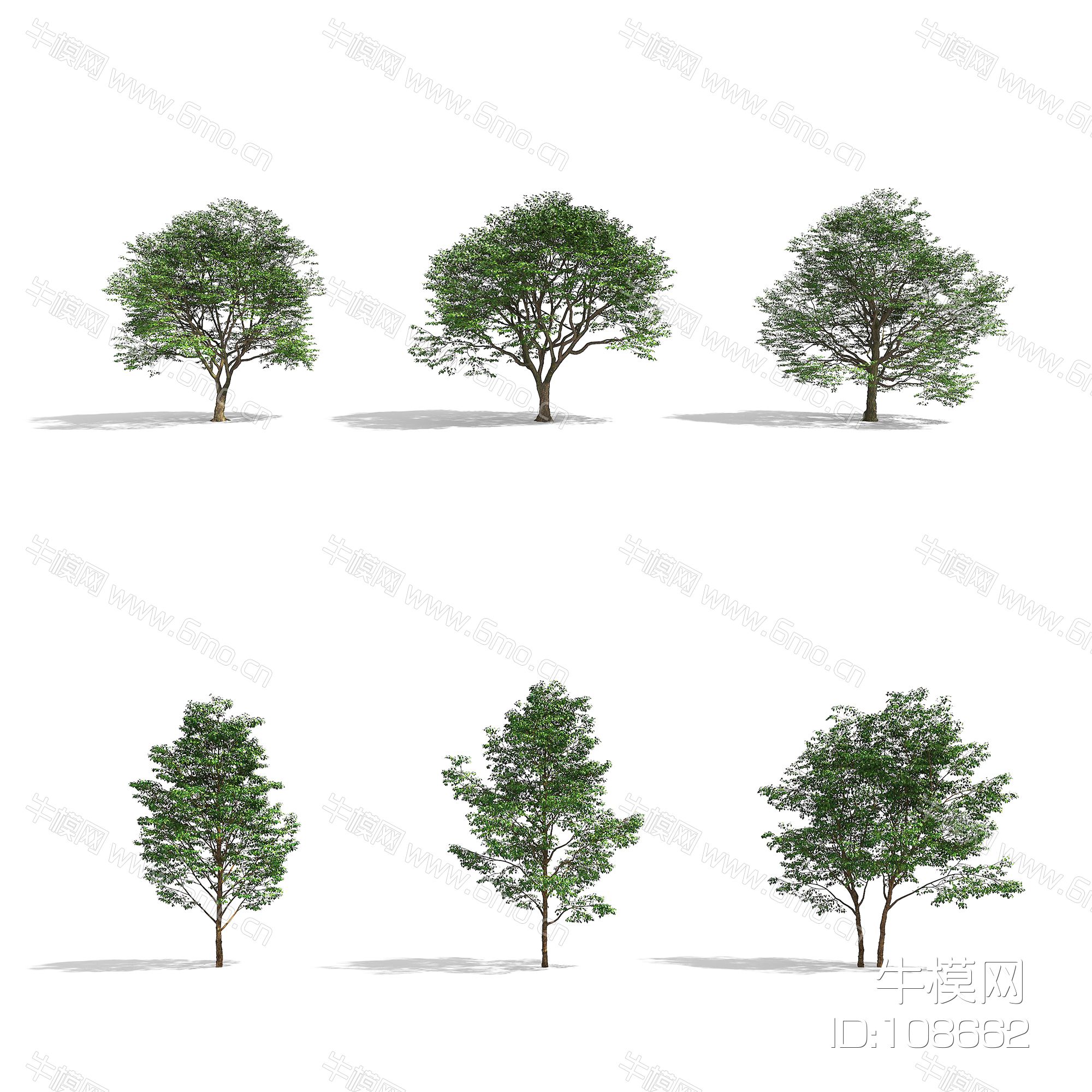 现代树木