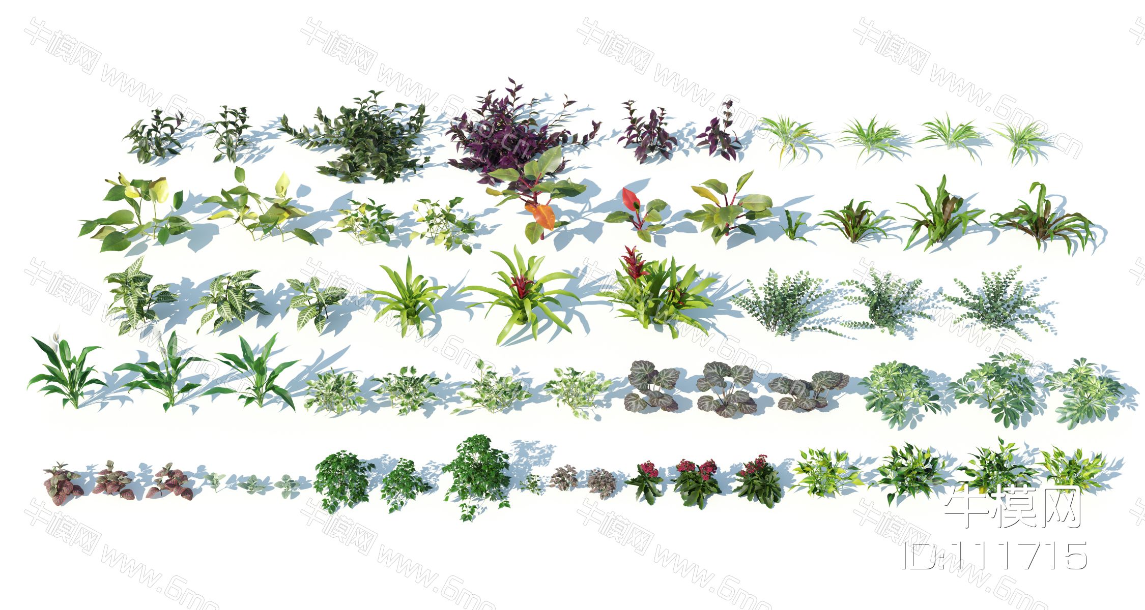 现代灌木花草，灌木，花草，植物，户外植物，园林植物，景观植物