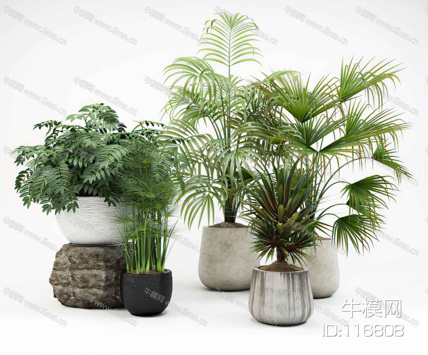 绿植盆栽植物
