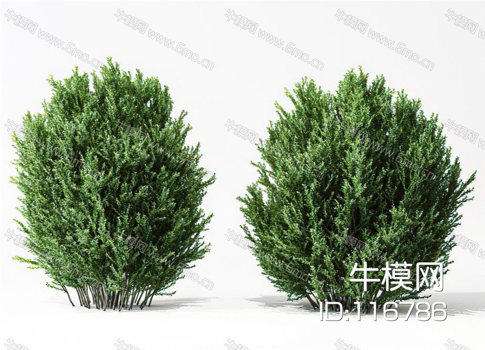 绿植灌木