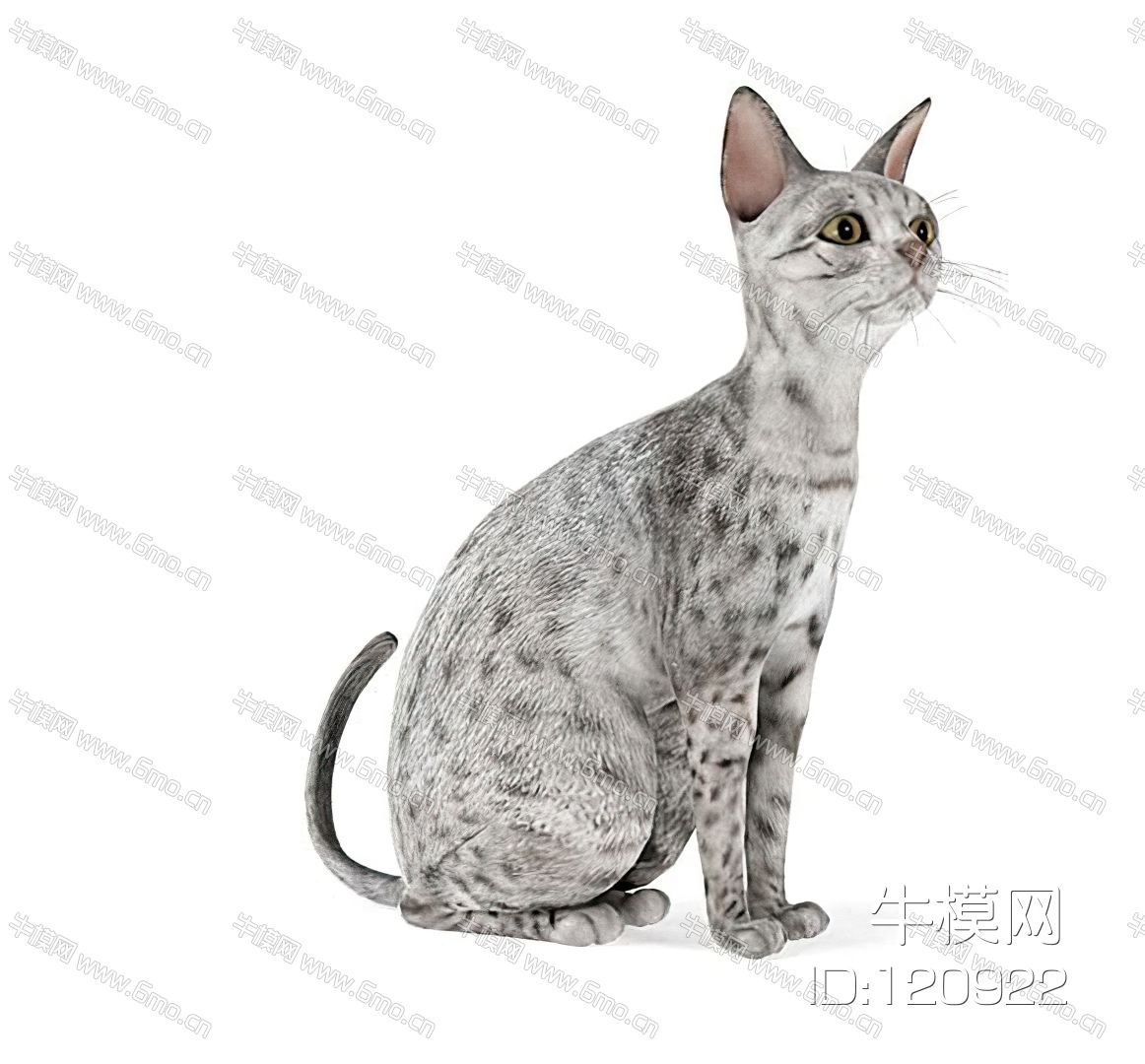 动物