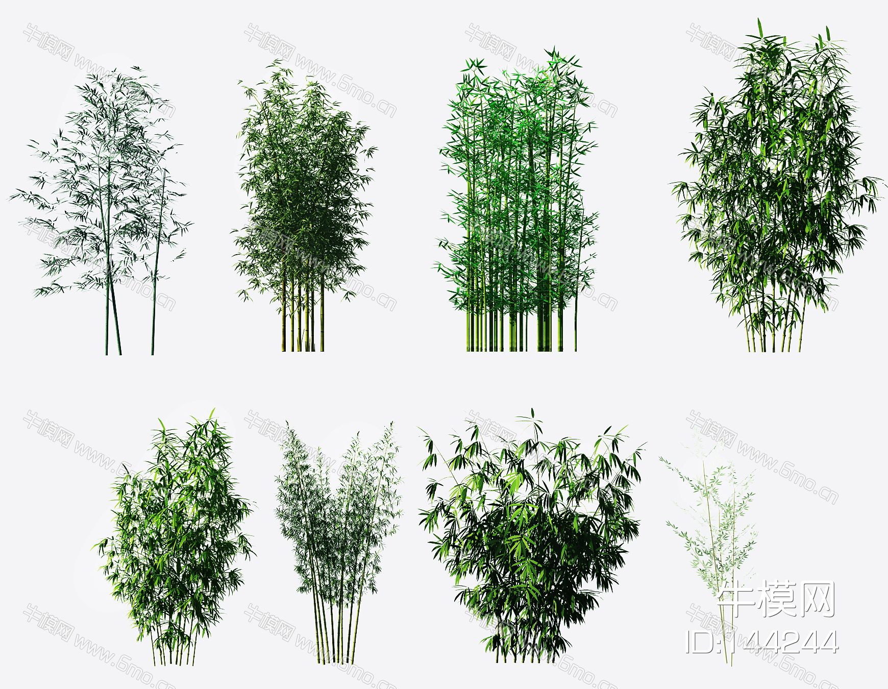 现代绿植竹子