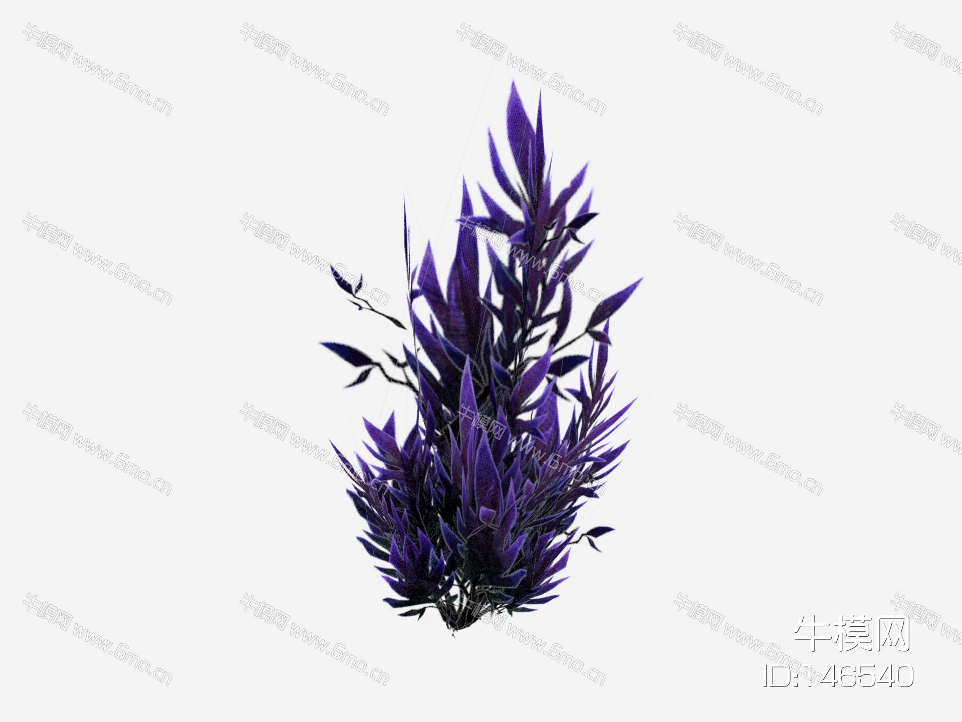 现代植物 紫色花草 