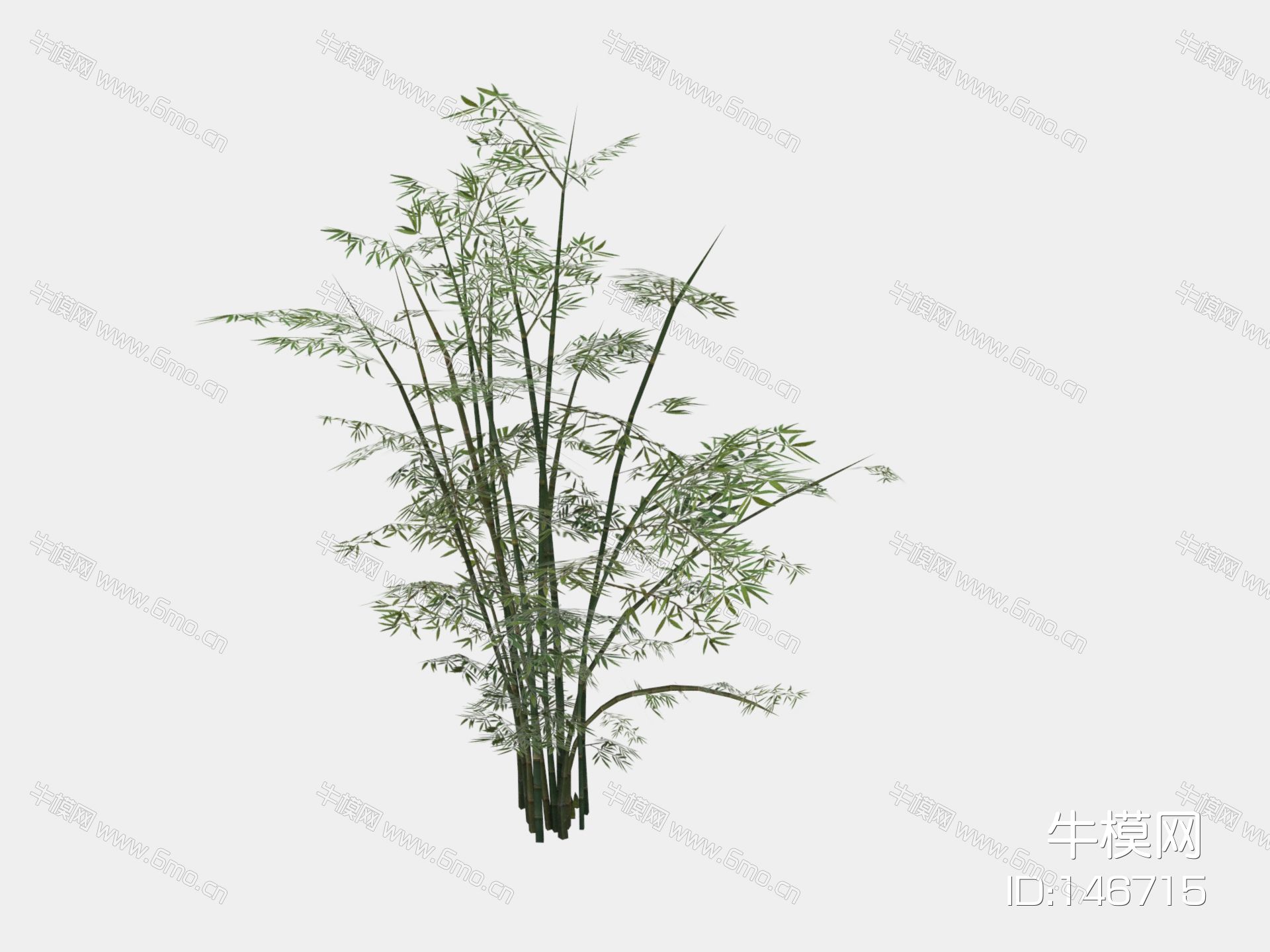 现代植物 竹子 树木 