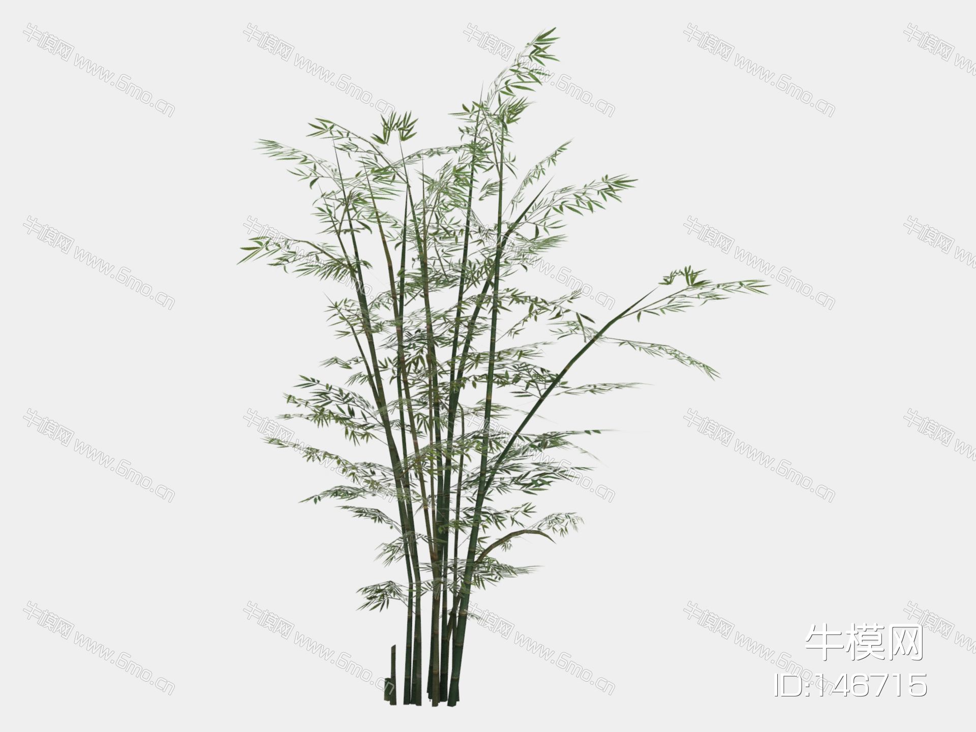 现代植物 竹子 树木 