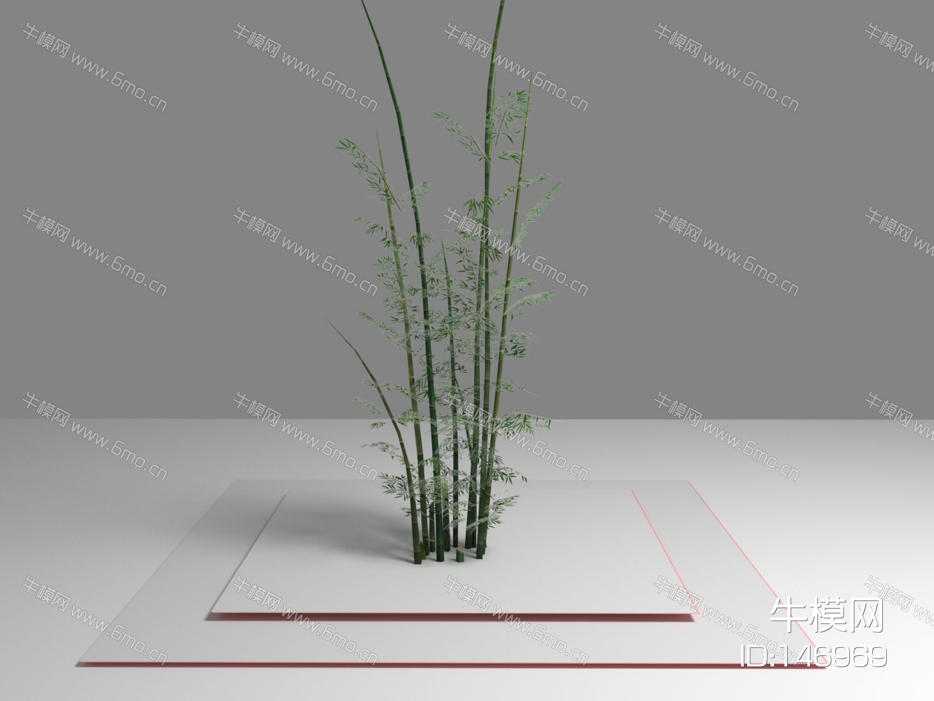 现代植物 竹子 