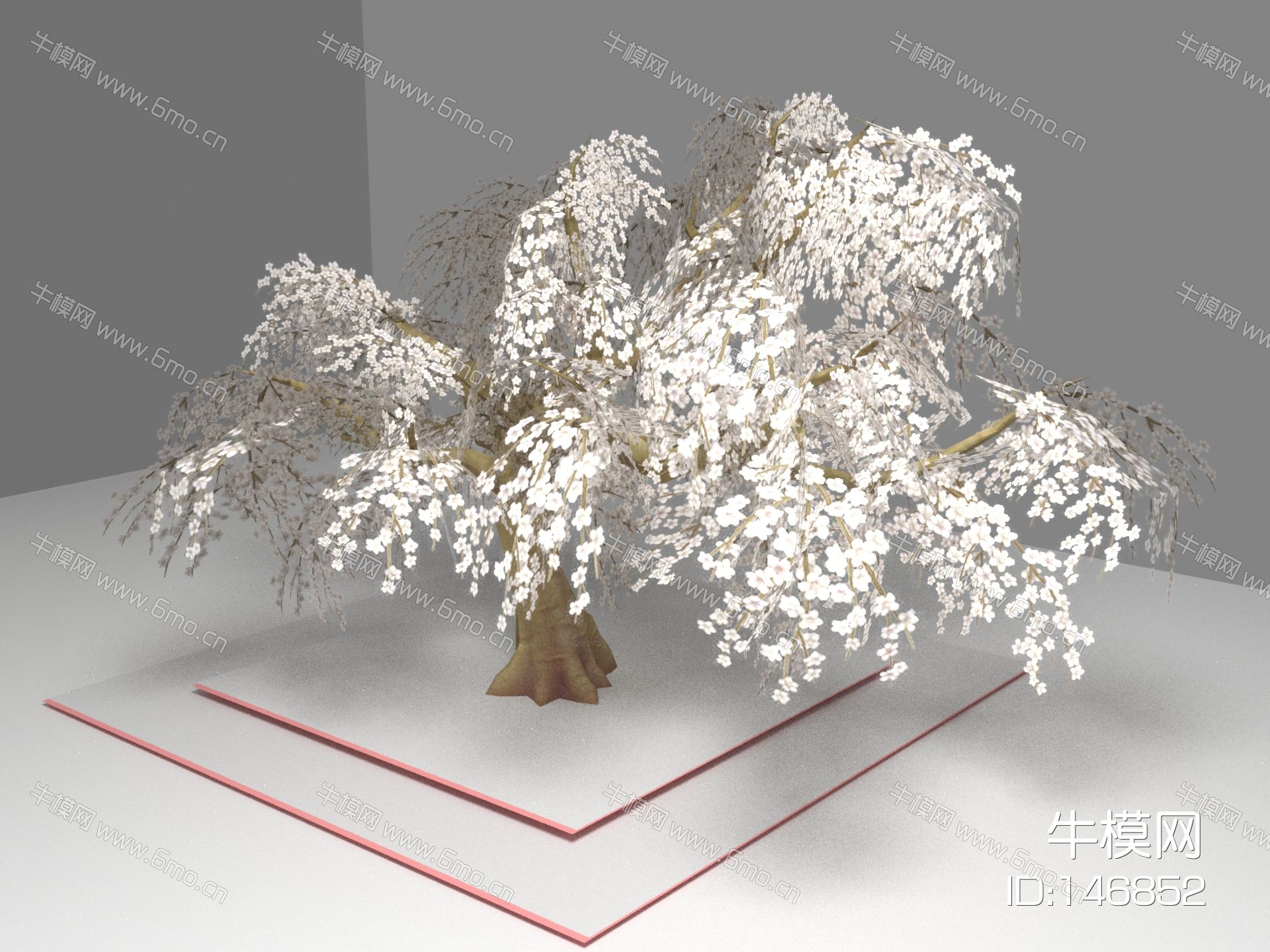 现代植物 白头树 