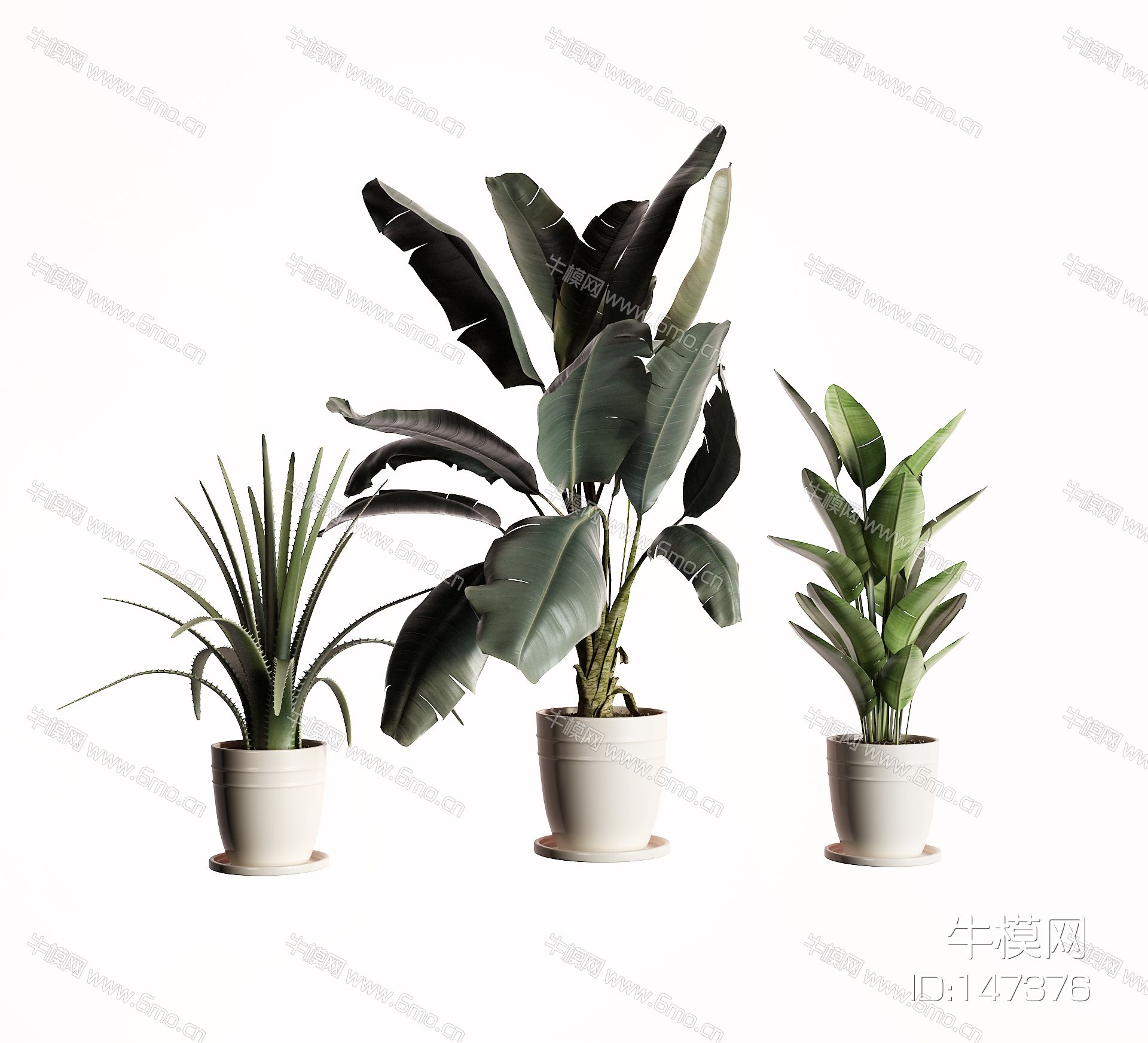现代盆栽 芭蕉树