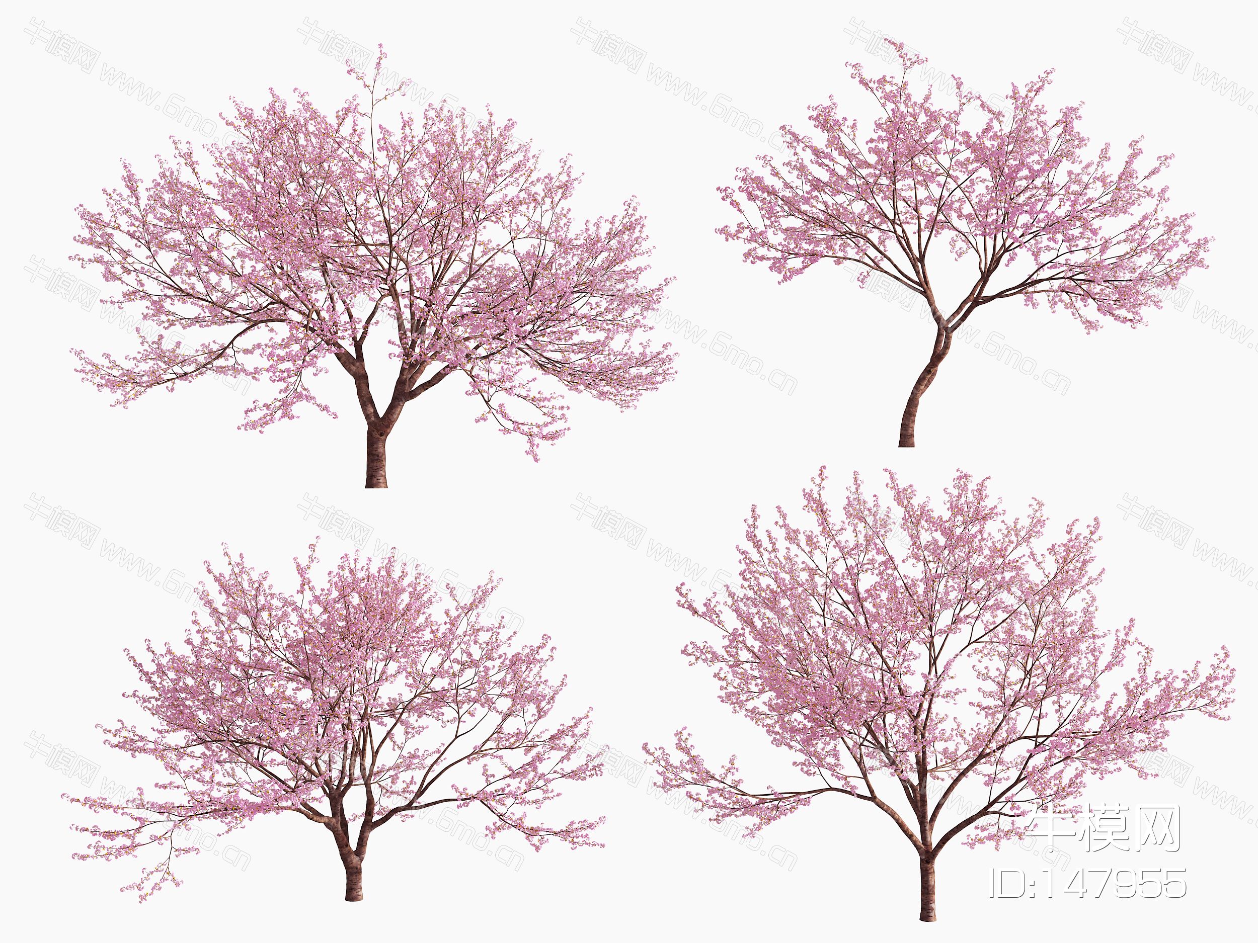 现代樱花树景观树