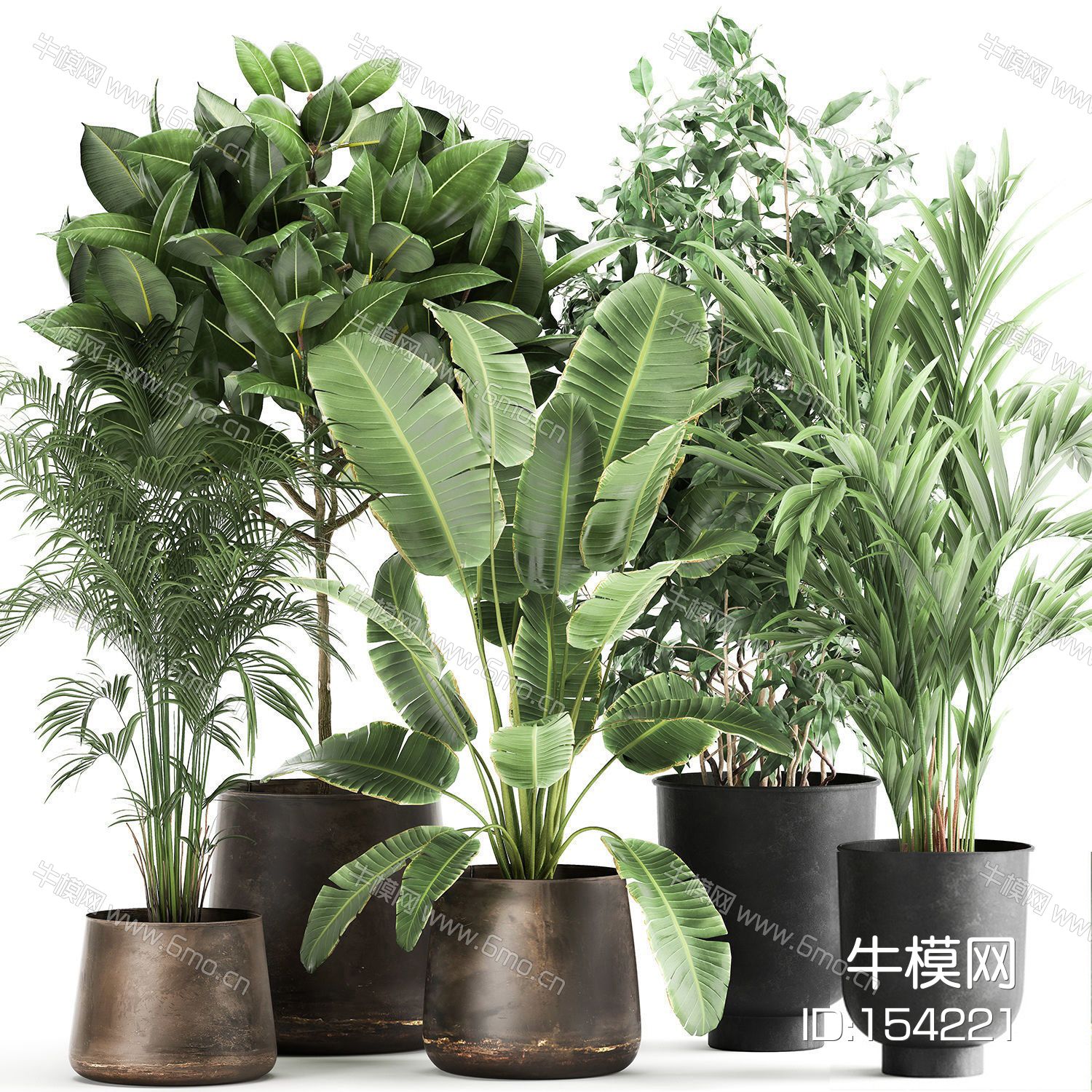 现代植物盆栽